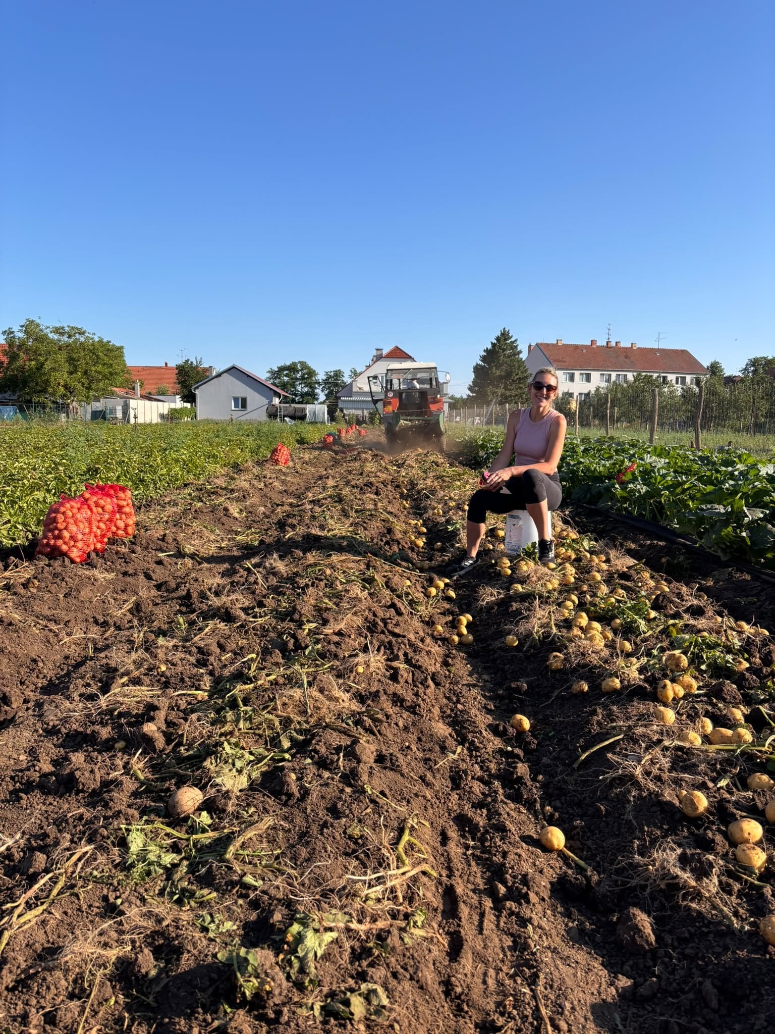Sabina na poli při sklizni brambor, v dálce traktor a domy Vlasatic